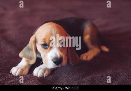 Petite hound Beagle chien jouant à la maison sur le lit Banque D'Images
