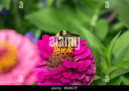 Bourdon sur zinnia jaune fleur Banque D'Images