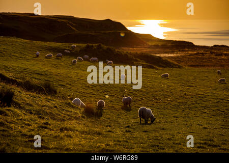 Moutons au coucher du soleil au château de Glengorm Banque D'Images