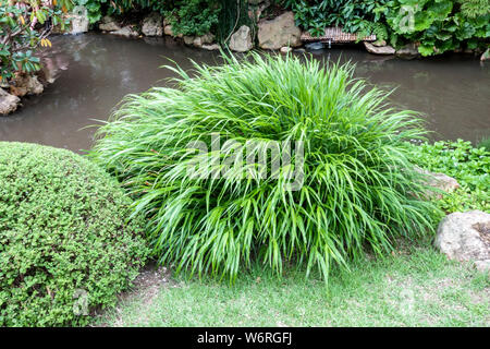 Belle Herbe ornementale Hakonechloa macra croissant sur la banque d'un jet dans le jardin Banque D'Images