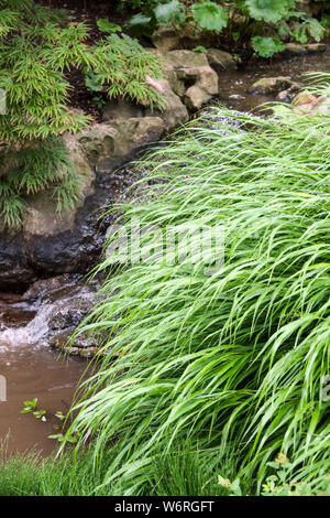 L'herbe Hakonechloa macra ornementales Hakone grass, herbe forêt japonais sur une banque d'un jet dans un jardin Banque D'Images