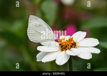 Papillon blanc du chou ou Pieris rapae sur blanc Zinnia fleur. Elle est petite à moyenne taille de la famille des Pieridae espèce. Banque D'Images