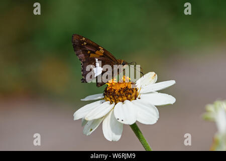 Silver-spotted skipper Epargyreus clarus ou papillon sur fleur blanc Zinnia. Elle est petite à moyenne taille de famille des espèces. Le Zinnia est une Banque D'Images