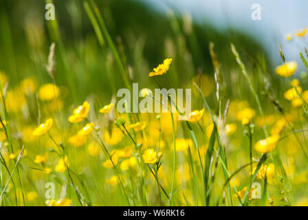 Renoncules Banque D'Images