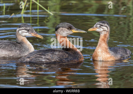 Red-necked Grebe Famille en Alaska Banque D'Images