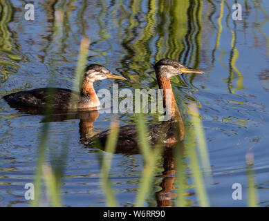 Red-necked Grebe Famille en Alaska Banque D'Images