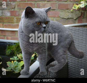 Chat dans le jardin Banque D'Images