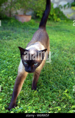 Chat siamois dans la cour Banque D'Images