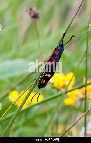 Paire de cinq-spot sur l'accouplement des papillons Burnet souches rush Banque D'Images