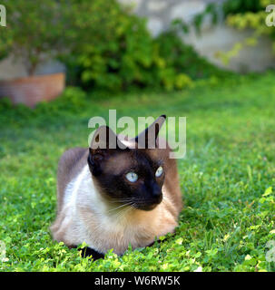 Chat siamois dans la cour Banque D'Images