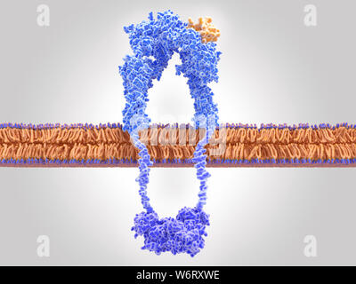 Récepteur de l'insuline active, de l'illustration. Le récepteur de l'insuline (bleu) est une protéine transmembranaire, qui s'est activé par la liaison de l'insuline (orange). La liaison de l'insuline induit des changements structurels dans le récepteur. Ces changements déclenchent une chaîne d'événements biochimiques à l'intérieur de la cellule (signal transduction), qui a finalement conduit à le transport du glucose dans la cellule via l'activation de protéines transporteurs de glucose (channel). Banque D'Images