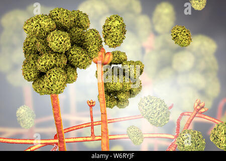 Le Stachybotrys sp. structure de fructification avec des spores, illustration de l'ordinateur. Souvent connu comme la moisissure toxique (moisissure noire). Plusieurs souches de ce champignon (S. atra, S. chartarum et S. alternans) sont synonymes. Ce champignon peut produire une mycotoxine trichothécène les satratoxines (H) qui est un toxique par inhalation. Les toxines sont présentes sur la spores fongiques. Les toxines produites par ce champignon va supprimer le système immunitaire affectant les tissus lymphoïdes et la moelle osseuse. Les spores vont mourir facilement après la libération mais les morts sont toujours des spores et allergènes. toxigpnes Banque D'Images