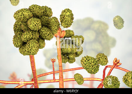 Le Stachybotrys sp. structure de fructification avec des spores, illustration de l'ordinateur. Souvent connu comme la moisissure toxique (moisissure noire). Plusieurs souches de ce champignon (S. atra, S. chartarum et S. alternans) sont synonymes. Ce champignon peut produire une mycotoxine trichothécène les satratoxines (H) qui est un toxique par inhalation. Les toxines sont présentes sur la spores fongiques. Les toxines produites par ce champignon va supprimer le système immunitaire affectant les tissus lymphoïdes et la moelle osseuse. Les spores vont mourir facilement après la libération mais les morts sont toujours des spores et allergènes. toxigpnes Banque D'Images