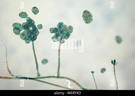 Le Stachybotrys sp. structure de fructification avec des spores, illustration de l'ordinateur. Souvent connu comme la moisissure toxique (moisissure noire). Plusieurs souches de ce champignon (S. atra, S. chartarum et S. alternans) sont synonymes. Ce champignon peut produire une mycotoxine trichothécène les satratoxines (H) qui est un toxique par inhalation. Les toxines sont présentes sur la spores fongiques. Les toxines produites par ce champignon va supprimer le système immunitaire affectant les tissus lymphoïdes et la moelle osseuse. Les spores vont mourir facilement après la libération mais les morts sont toujours des spores et allergènes. toxigpnes Banque D'Images