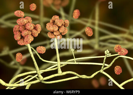 Le Stachybotrys sp. structure de fructification avec des spores, illustration de l'ordinateur. Souvent connu comme la moisissure toxique (moisissure noire). Plusieurs souches de ce champignon (S. atra, S. chartarum et S. alternans) sont synonymes. Ce champignon peut produire une mycotoxine trichothécène les satratoxines (H) qui est un toxique par inhalation. Les toxines sont présentes sur la spores fongiques. Les toxines produites par ce champignon va supprimer le système immunitaire affectant les tissus lymphoïdes et la moelle osseuse. Les spores vont mourir facilement après la libération mais les morts sont toujours des spores et allergènes. toxigpnes Banque D'Images