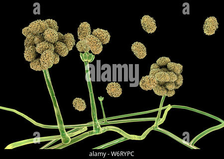 Le Stachybotrys sp. structure de fructification avec des spores, illustration de l'ordinateur. Souvent connu comme la moisissure toxique (moisissure noire). Plusieurs souches de ce champignon (S. atra, S. chartarum et S. alternans) sont synonymes. Ce champignon peut produire une mycotoxine trichothécène les satratoxines (H) qui est un toxique par inhalation. Les toxines sont présentes sur la spores fongiques. Les toxines produites par ce champignon va supprimer le système immunitaire affectant les tissus lymphoïdes et la moelle osseuse. Les spores vont mourir facilement après la libération mais les morts sont toujours des spores et allergènes. toxigpnes Banque D'Images