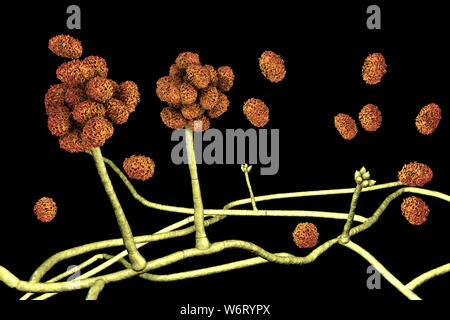 Le Stachybotrys sp. structure de fructification avec des spores, illustration de l'ordinateur. Souvent connu comme la moisissure toxique (moisissure noire). Plusieurs souches de ce champignon (S. atra, S. chartarum et S. alternans) sont synonymes. Ce champignon peut produire une mycotoxine trichothécène les satratoxines (H) qui est un toxique par inhalation. Les toxines sont présentes sur la spores fongiques. Les toxines produites par ce champignon va supprimer le système immunitaire affectant les tissus lymphoïdes et la moelle osseuse. Les spores vont mourir facilement après la libération mais les morts sont toujours des spores et allergènes. toxigpnes Banque D'Images