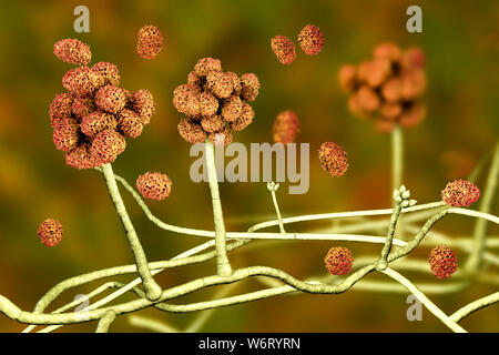 Le Stachybotrys sp. structure de fructification avec des spores, illustration de l'ordinateur. Souvent connu comme la moisissure toxique (moisissure noire). Plusieurs souches de ce champignon (S. atra, S. chartarum et S. alternans) sont synonymes. Ce champignon peut produire une mycotoxine trichothécène les satratoxines (H) qui est un toxique par inhalation. Les toxines sont présentes sur la spores fongiques. Les toxines produites par ce champignon va supprimer le système immunitaire affectant les tissus lymphoïdes et la moelle osseuse. Les spores vont mourir facilement après la libération mais les morts sont toujours des spores et allergènes. toxigpnes Banque D'Images