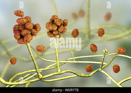 Le Stachybotrys sp. structure de fructification avec des spores, illustration de l'ordinateur. Souvent connu comme la moisissure toxique (moisissure noire). Plusieurs souches de ce champignon (S. atra, S. chartarum et S. alternans) sont synonymes. Ce champignon peut produire une mycotoxine trichothécène les satratoxines (H) qui est un toxique par inhalation. Les toxines sont présentes sur la spores fongiques. Les toxines produites par ce champignon va supprimer le système immunitaire affectant les tissus lymphoïdes et la moelle osseuse. Les spores vont mourir facilement après la libération mais les morts sont toujours des spores et allergènes. toxigpnes Banque D'Images