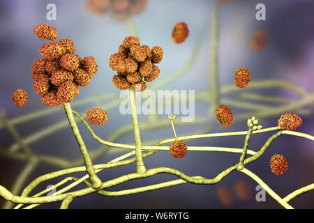 Le Stachybotrys sp. structure de fructification avec des spores, illustration de l'ordinateur. Souvent connu comme la moisissure toxique (moisissure noire). Plusieurs souches de ce champignon (S. atra, S. chartarum et S. alternans) sont synonymes. Ce champignon peut produire une mycotoxine trichothécène les satratoxines (H) qui est un toxique par inhalation. Les toxines sont présentes sur la spores fongiques. Les toxines produites par ce champignon va supprimer le système immunitaire affectant les tissus lymphoïdes et la moelle osseuse. Les spores vont mourir facilement après la libération mais les morts sont toujours des spores et allergènes. toxigpnes Banque D'Images