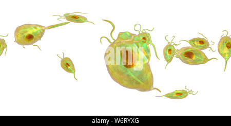 Trichomonas vaginalis, vue panoramique de 360 degrés, l'illustration de l'ordinateur. Trichomonas vaginalis est un parasite d'un micro-organisme qui est l'agent causal de la trichomonase. La trichomonase est une cause commune de la vaginite et est une maladie transmise sexuellement. Banque D'Images