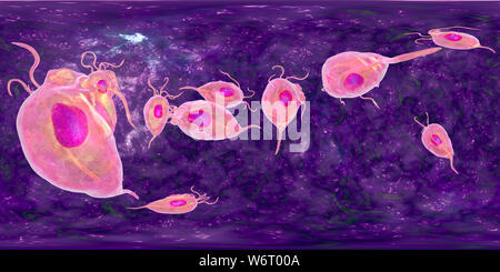 Trichomonas vaginalis, vue panoramique de 360 degrés, l'illustration de l'ordinateur. Trichomonas vaginalis est un parasite d'un micro-organisme qui est l'agent causal de la trichomonase. La trichomonase est une cause commune de la vaginite et est une maladie transmise sexuellement. Banque D'Images