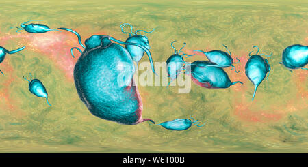 Trichomonas vaginalis, vue panoramique de 360 degrés, l'illustration de l'ordinateur. Trichomonas vaginalis est un parasite d'un micro-organisme qui est l'agent causal de la trichomonase. La trichomonase est une cause commune de la vaginite et est une maladie transmise sexuellement. Banque D'Images