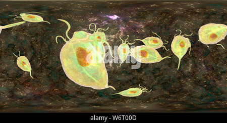 Trichomonas vaginalis, vue panoramique de 360 degrés, l'illustration de l'ordinateur. Trichomonas vaginalis est un parasite d'un micro-organisme qui est l'agent causal de la trichomonase. La trichomonase est une cause commune de la vaginite et est une maladie transmise sexuellement. Banque D'Images