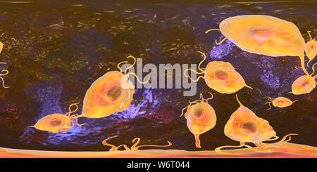 Trichomonas vaginalis, vue panoramique de 360 degrés, l'illustration de l'ordinateur. Trichomonas vaginalis est un parasite d'un micro-organisme qui est l'agent causal de la trichomonase. La trichomonase est une cause commune de la vaginite et est une maladie transmise sexuellement. Banque D'Images