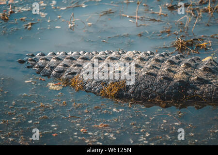 Queue en gros plan de la rivière Crocodile Banque D'Images