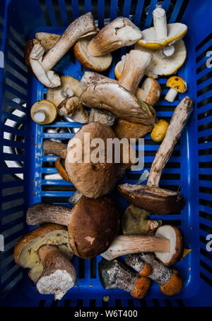 Divers champignons dans le panier recueillis dans la forêt, selective focus. Banque D'Images