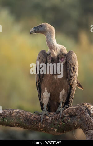 Vautour fauve Gyps fulvus raptor Banque D'Images