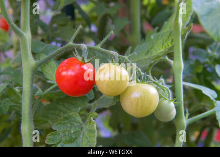 Les tomates cerises qui poussent sur la vigne, maturation et rouge prêt à prendre plus de tomates vertes. Accueil biologiques cultivés. La Tomate, est aujourd'hui le plus populaire ga Banque D'Images