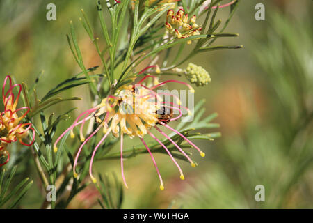 'Abeille à miel (Apis mellifera) en sirotant du nectar de Grevillea Winpara 'Gold', Australie du Sud Banque D'Images