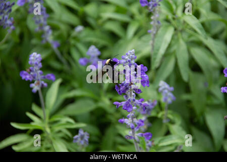 Bourdon sur une plante salvia violet Banque D'Images