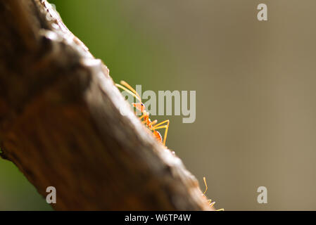 Comité permanent d'action ant on tree branch / Close up fourmi de feu à pied dans la nature de l'insecte macro shot red ant est très petit focus sélectif et l'espace libre Banque D'Images