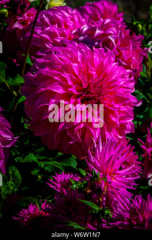 Dahlia fleurs couleurs intenses Banque D'Images