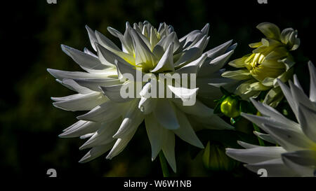 Dahlia fleurs blanc avec fond sombre Banque D'Images