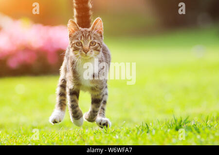 Gray cat run l'herbe sur le coucher du soleil. Arrière-plan de printemps. Champ vert arrière-plan. La belle nature. Chat drôle. Vert, rouge, blanc. Animal de compagnie, des animaux domestiques Banque D'Images