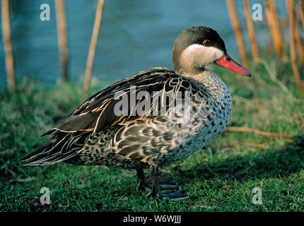 REDBILLED TEAL Anas erythrorhyncha sur terre Banque D'Images