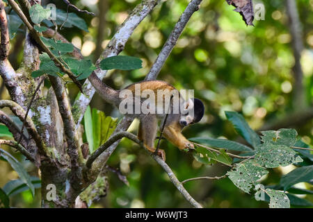 Singe de l'écureuil dans la jungle dans la Réserve de Tambopata, Amazonie péruvienne Banque D'Images