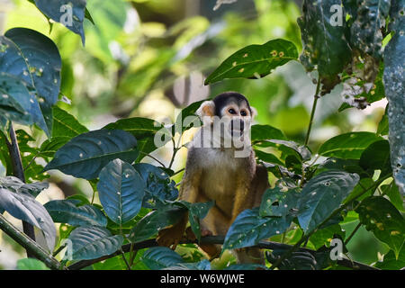 Singe de l'écureuil dans la jungle dans la Réserve de Tambopata, Amazonie péruvienne Banque D'Images