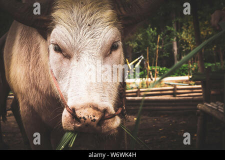 Les close-up of a white buffalo. Belle corne de buffle est de retour avec une corde attachée au sol Banque D'Images