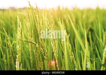 Champ de riz dans la matinée. Du blé de près. La belle nature paysage Coucher du soleil. Paysage rural sous la lumière du soleil brillant. Contexte de la maturation des épis de mea Banque D'Images