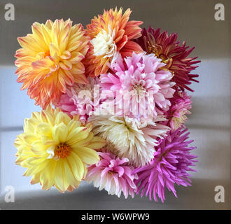 Close up flower arrangement d'un assortiment de Dahlias avec une vue de dessus Banque D'Images