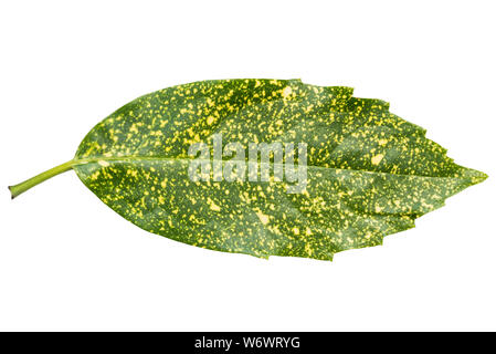 Aucuba japonica leaf en forme panachée isolé sur fond blanc. La face supérieure et Vue de dessus. La plante est communément appelé repéré laurel Banque D'Images