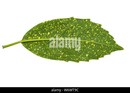 Aucuba japonica leaf en forme panachée isolé sur fond blanc. Côté arrière et Vue de dessus. La plante est communément appelé repéré laurel Banque D'Images