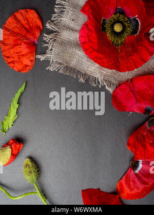 Bouquet de coquelicots rouge et blanc Spiraea sur fond noir. Fleurs sauvages. Banque D'Images