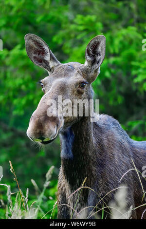 Jeune orignal est vache paissant dans la forêt Banque D'Images