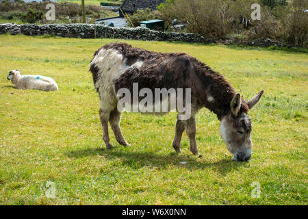 Le pâturage des ânes au parc animalier à Slea Head Famine Cottages at Fahan sur la péninsule de Dingle, comté de Kerry, Irlande Banque D'Images